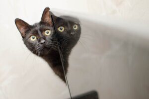 gatti allo specchio