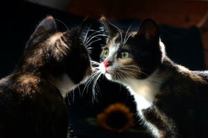 gatti allo specchio