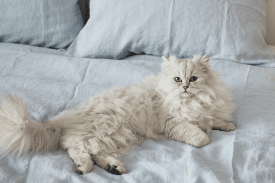 lavare pelo gatto persiano