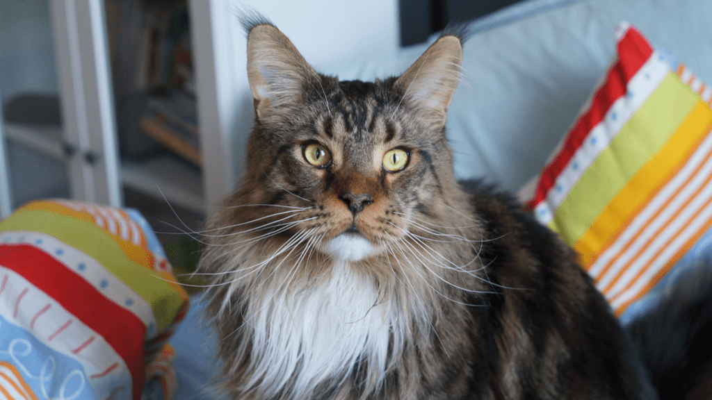 Maine Coon carattere