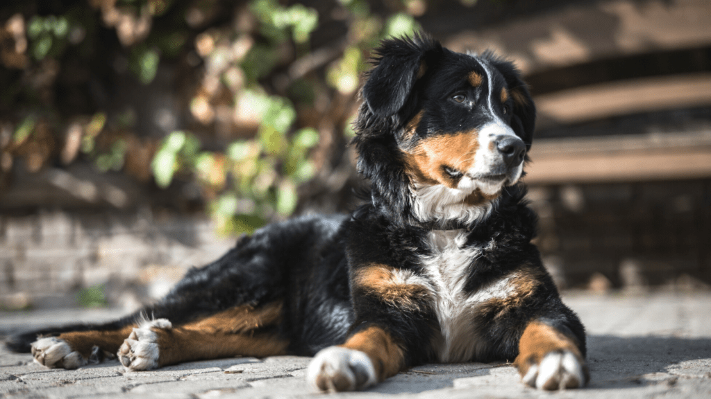 cane Bovaro del Bernese
