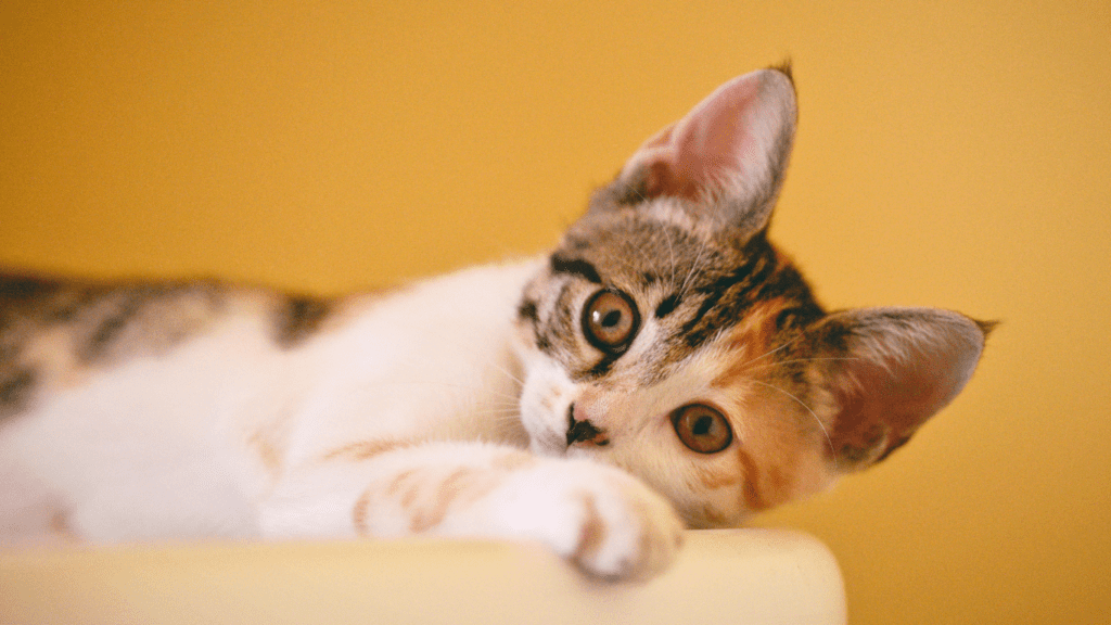 insufficienza renale gatto sintomi cura