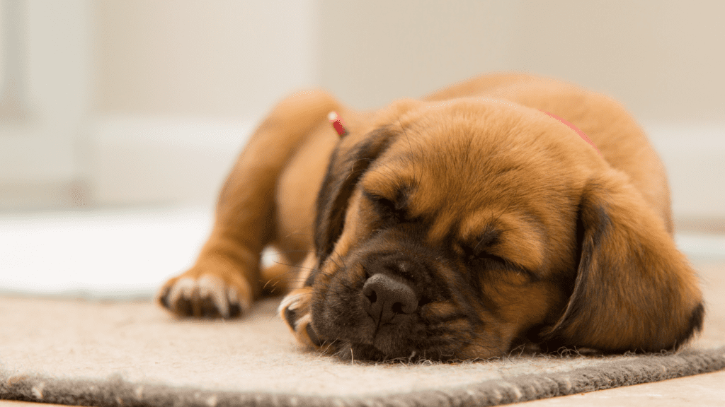 quanto deve dormire un cane