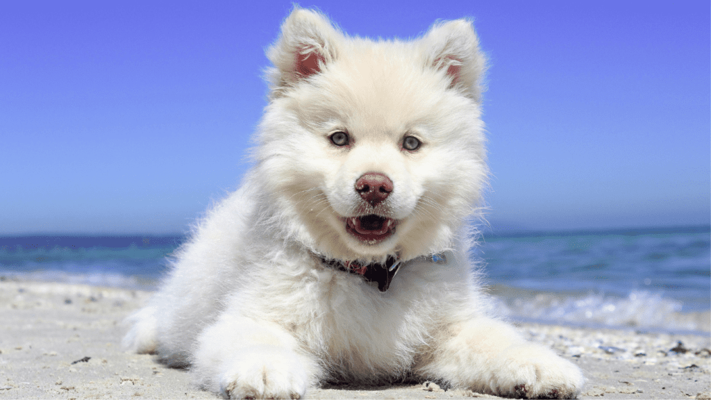 spiagge cani sicilia sardegna