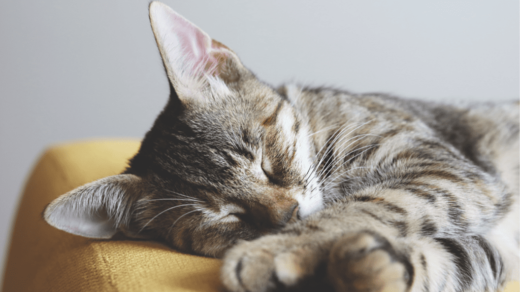febbre gatto sintomi cosa fare
