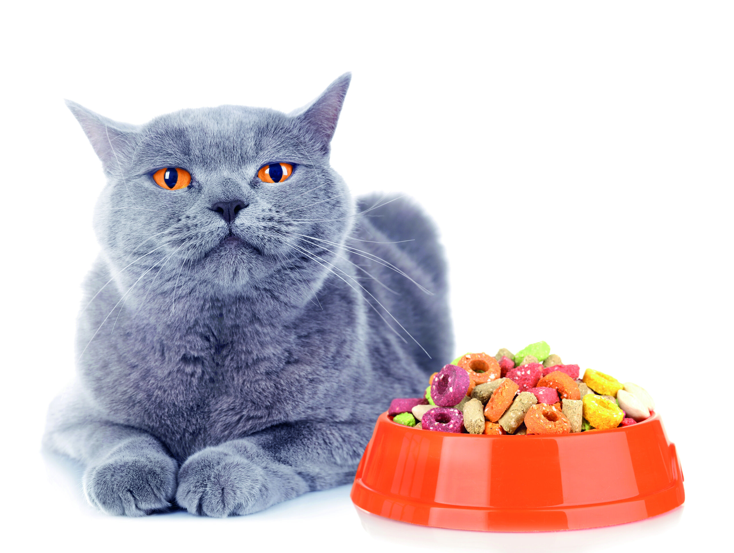 gatto sovrappeso cibo