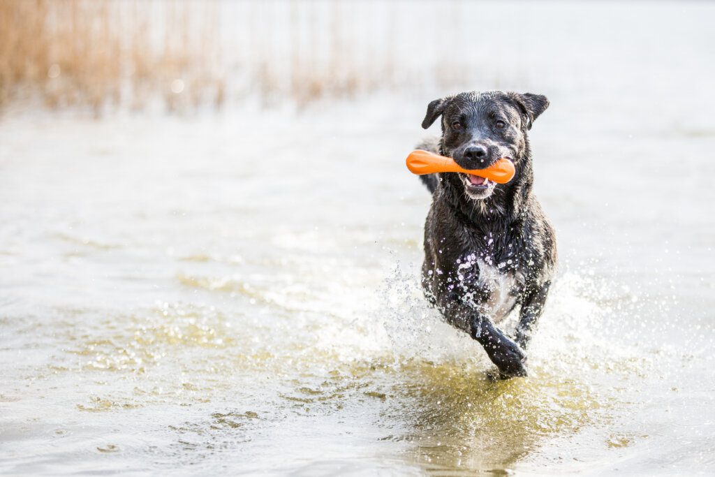 cane gioca in acqua