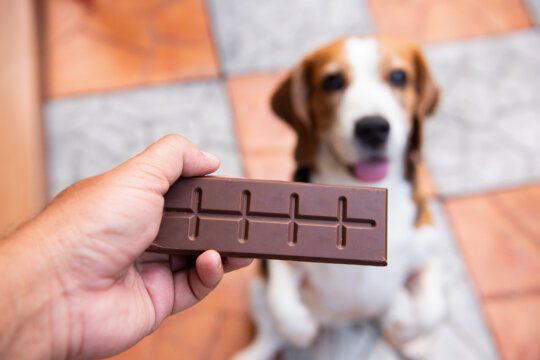 Perché ai cani fa male la cioccolata