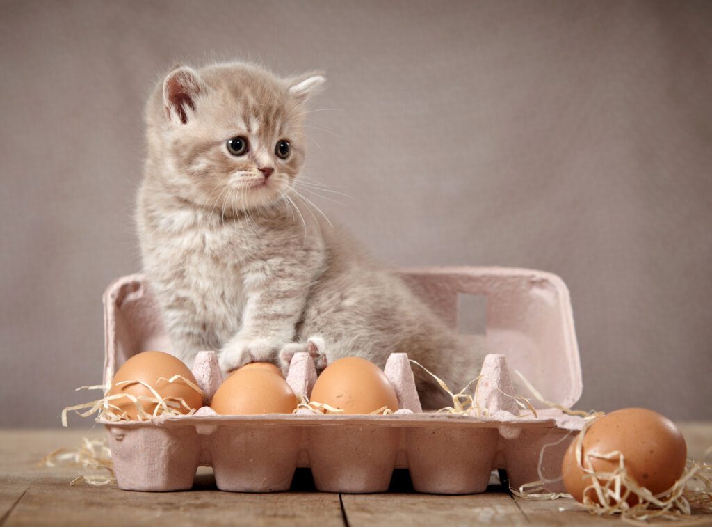 Il gatto può mangiare l'uovo?