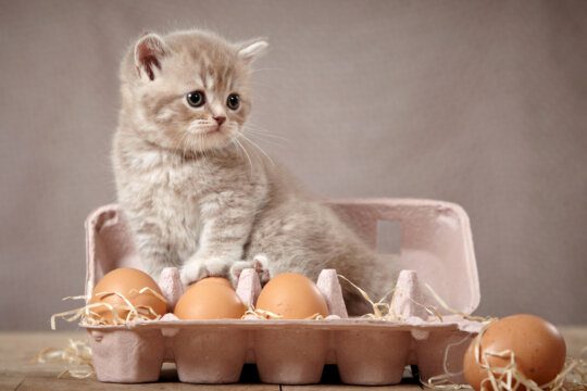 Il gatto può mangiare l'uovo?