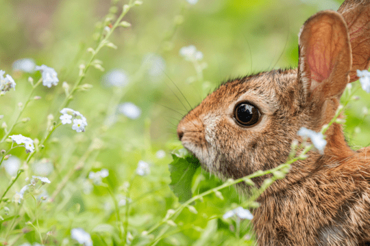 Cosa mangia il coniglio nano
