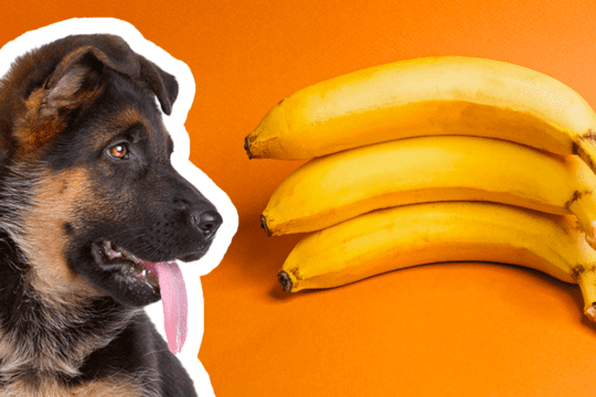 Il cane può mangiare la banana