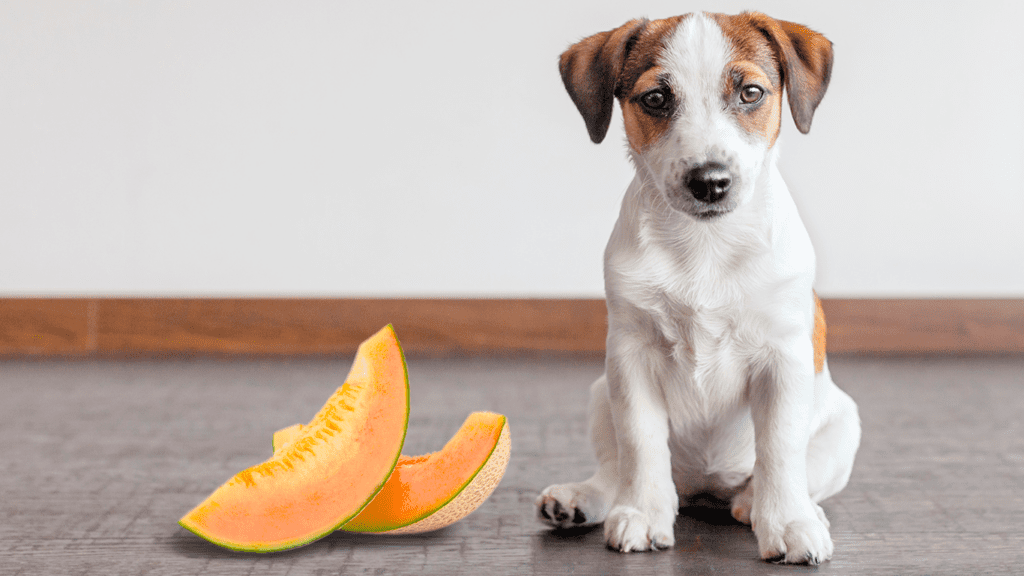 Il cane può mangiare il melone