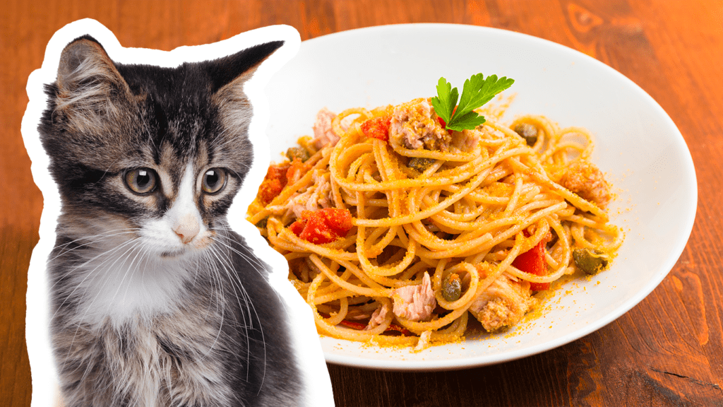 Il gatto può mangiare la pasta?