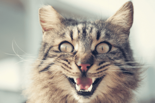 perché i gatti tengono la bocca aperta?