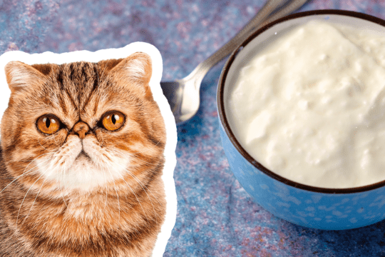 il gatto può mangiare lo yogurt?