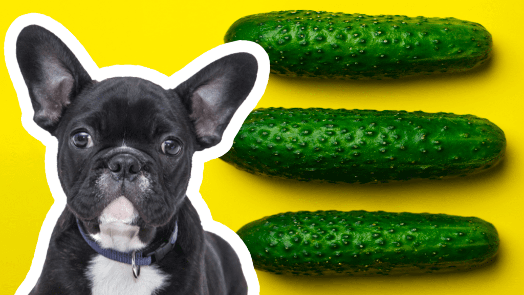 il cane può mangiare il cetriolo?