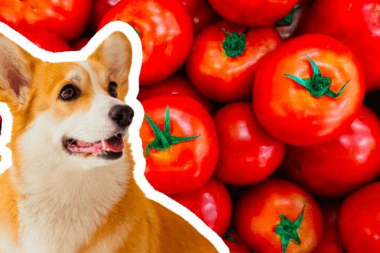 I cani possono mangiare i pomodori