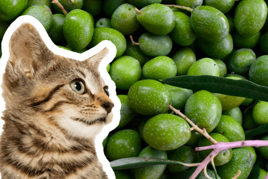 i gatti possono mangiare le olive?