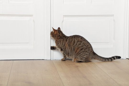 gatto apre la porta