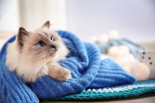 raffreddore gatto