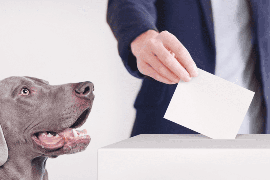 votare cane