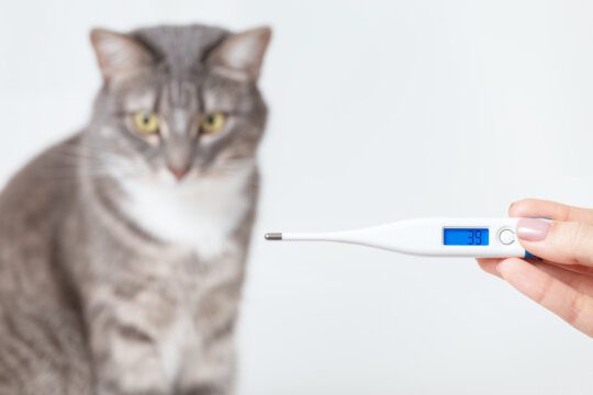 misurare temperatura al gatto