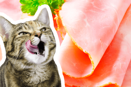 il gatto può mangiare il prosciutto cotto?