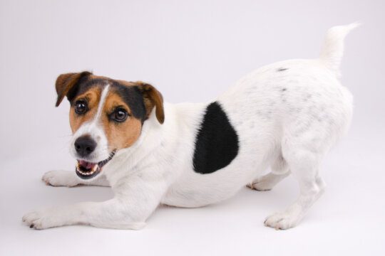 jack russell carattere