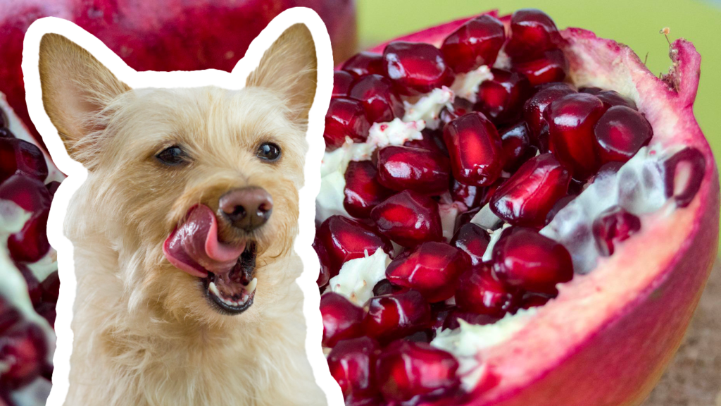 I cani possono mangiare il melograno?