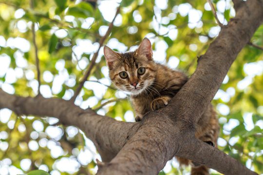 perche gatti non riescono scendere alberi
