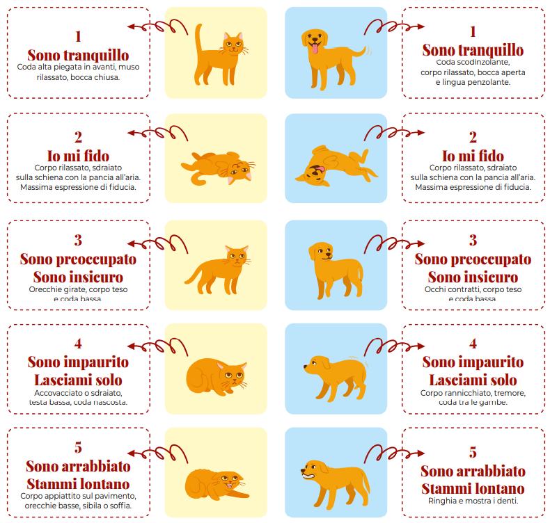 cani e gatti linguaggi diversi