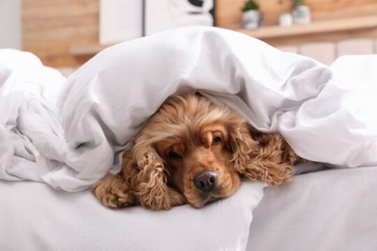 come capire se il cane ha la febbre