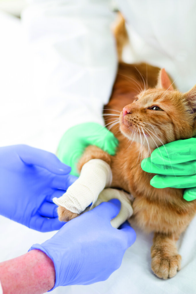 gatto dal veterinario con gamba rotta