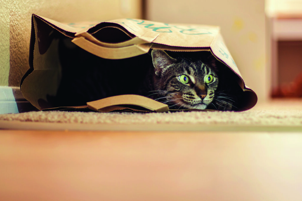 gatto si rintana nel sacchetto