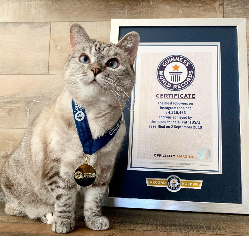 nala cat guinness world record