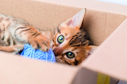 perché i gatti amano le scatole