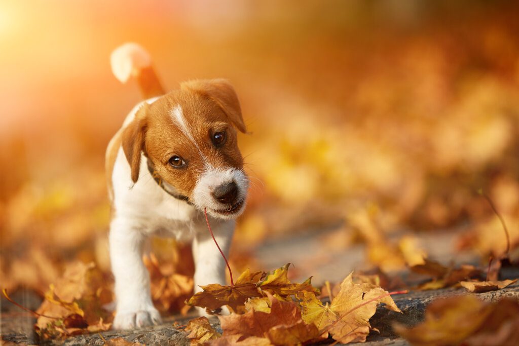 cane in mezzo alle foglie