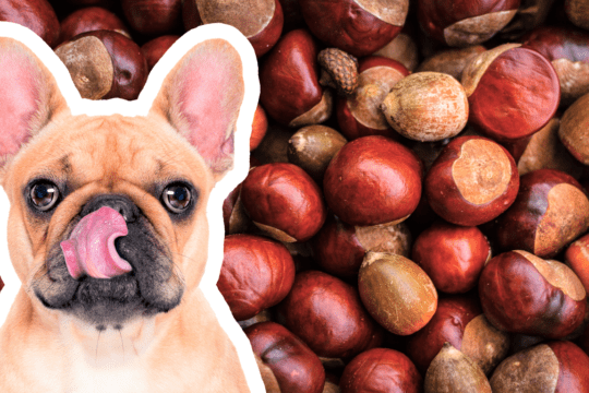 cani possono mangiare castagne