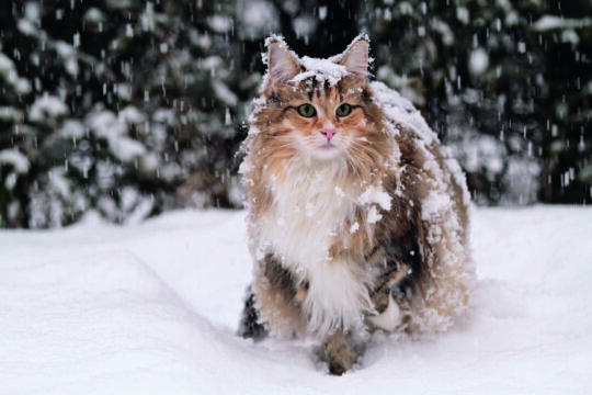 proteggere gatti dal freddo