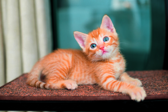 gatti arancioni
