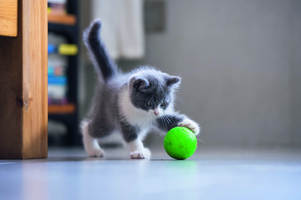 gatto gioca con una pallina