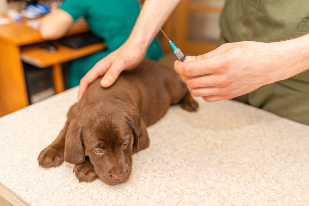vaccini obbligatori cane
