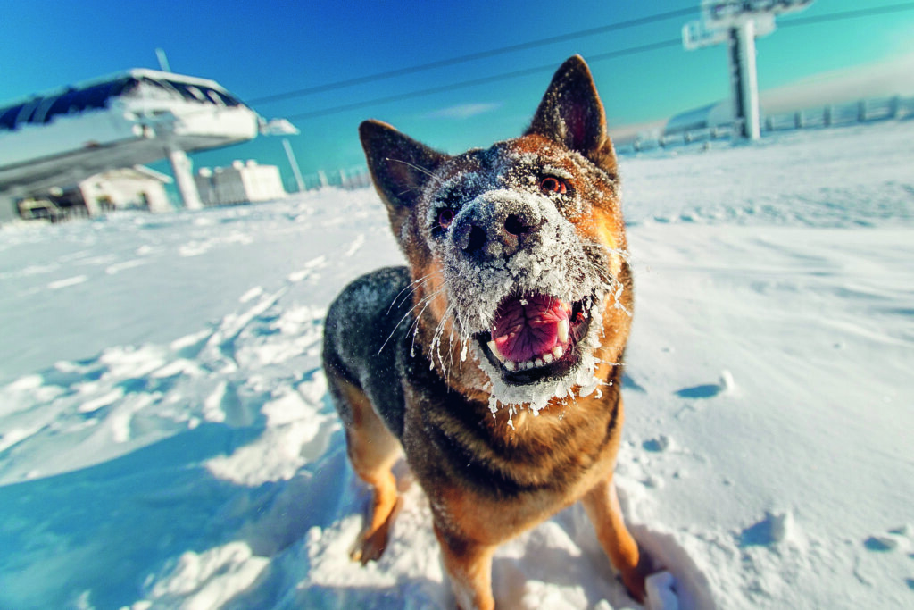 cane mangia la neve