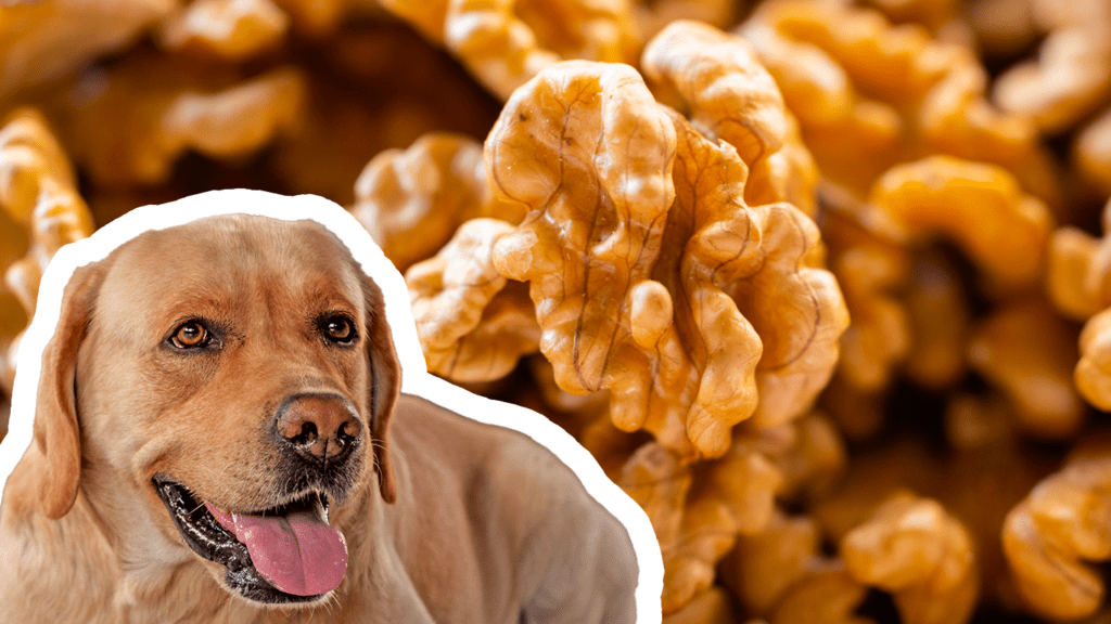 i cani possono mangiare noci