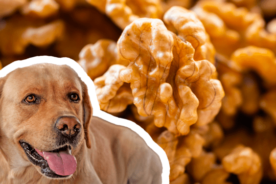 i cani possono mangiare noci