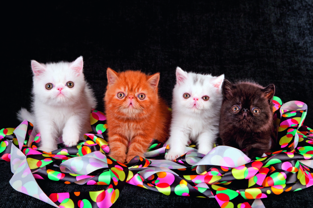 gatti persiano