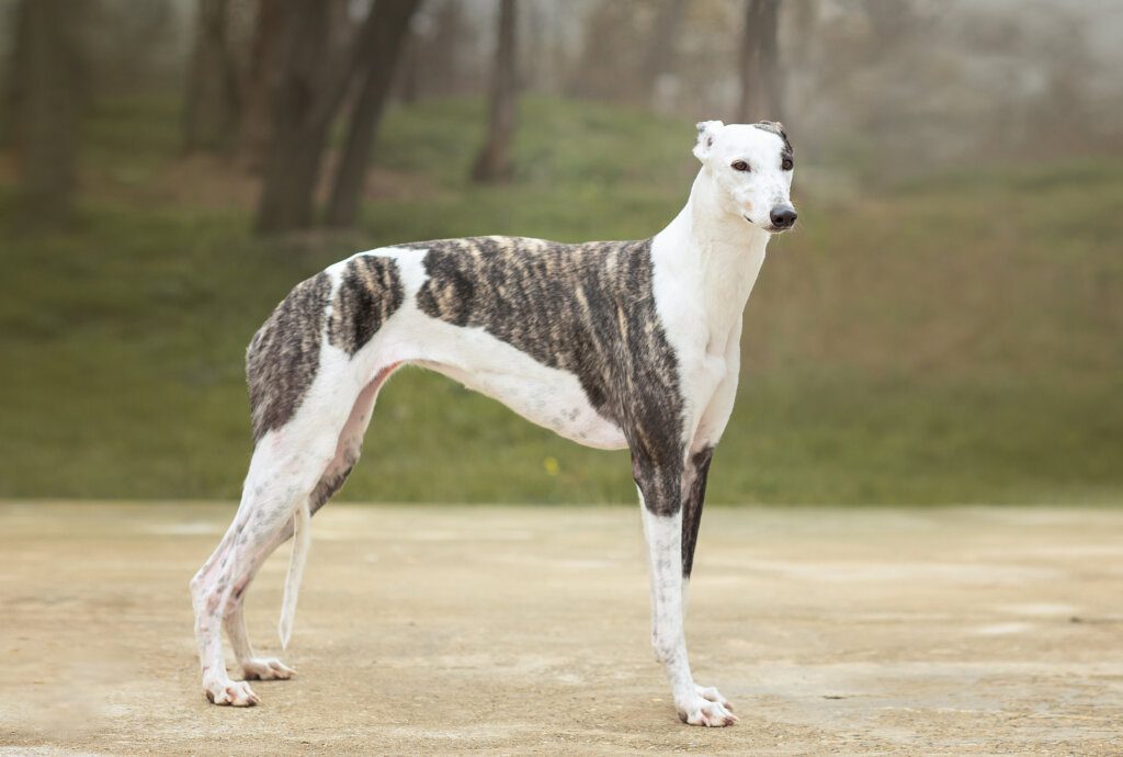 greyhound bianco e grigio
