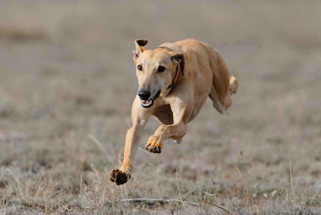 greyhound mentre corre