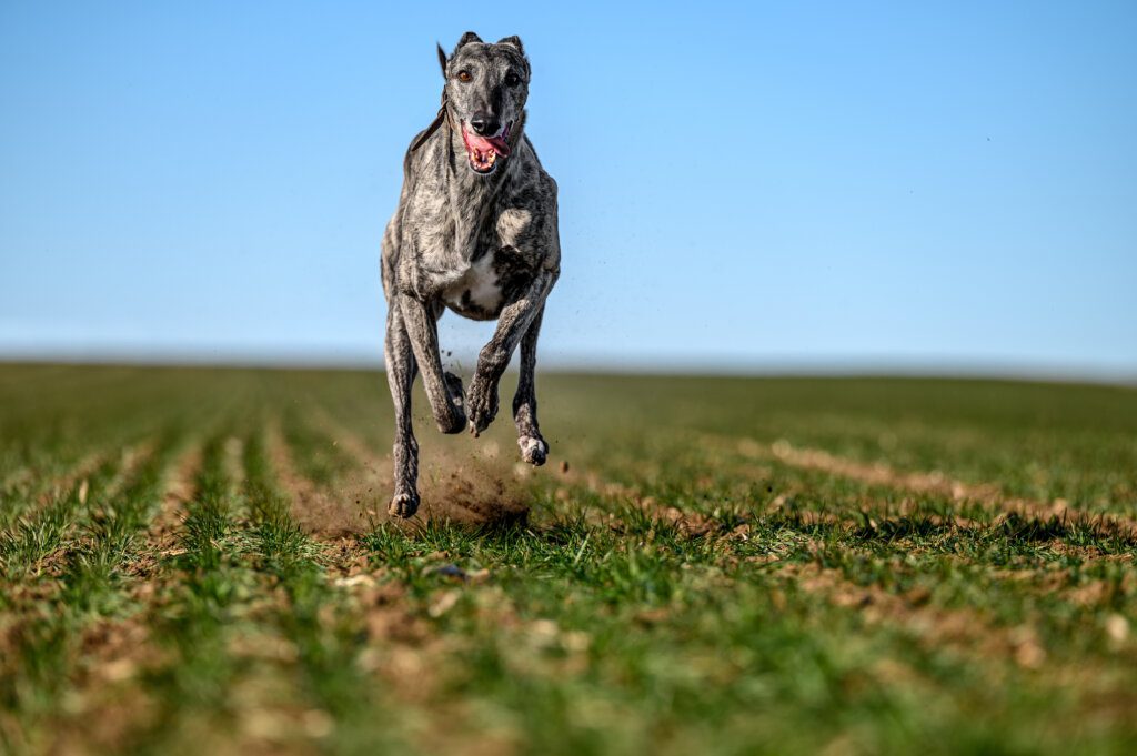 greyhound corre